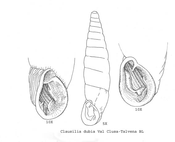 Clausilia dubia Draparnaud, 1805